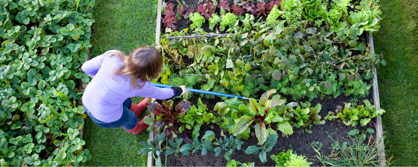 Create Your Own Vegetable Patch